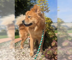 Dale - Male Chow Chow-Unknown Mix Dog for Adoption - Photo #3