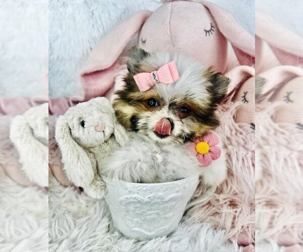 Medium Photo #3 Shiranian Puppy For Sale in WEST PALM BEACH, FL, USA