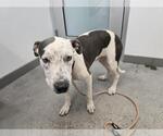 Small #4 Staffordshire Bull Terrier Mix