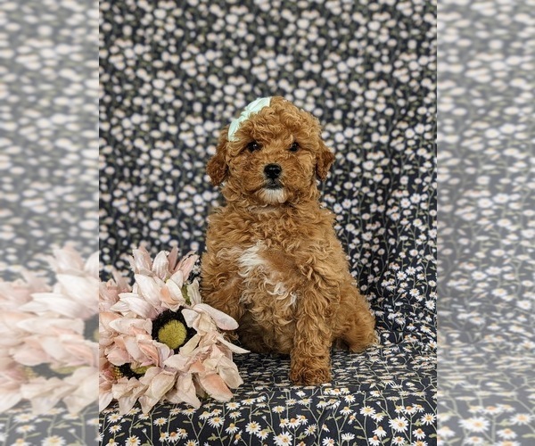 Medium Photo #2 Poodle (Toy) Puppy For Sale in QUARRYVILLE, PA, USA