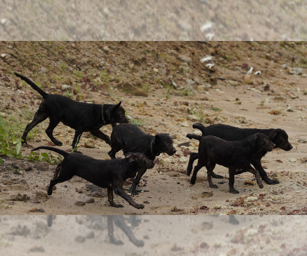 Medium Photo #2 Labrador Retriever Puppy For Sale in EASTMAN, GA, USA