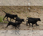 Small #1 Labrador Retriever