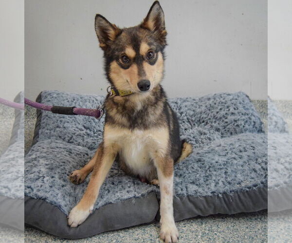 Medium Photo #4 Alaskan Klee Kai-Shiba Inu Mix Puppy For Sale in Huntley, IL, USA