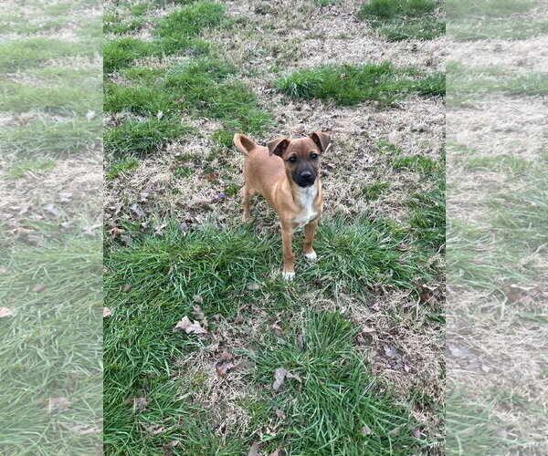 Medium Photo #3 Chihuahua-Unknown Mix Puppy For Sale in Ball Ground, GA, USA