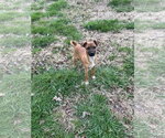 Small #2 Chihuahua Mix