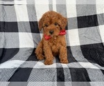 Small #7 Cavapoo (Miniature)