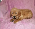 Small #7 Golden Retriever