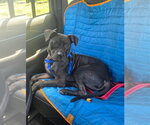 Small #3 American Staffordshire Terrier-Labrador Retriever Mix