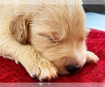 Small Photo #9 Goldendoodle Puppy For Sale in WOODLAND, AL, USA