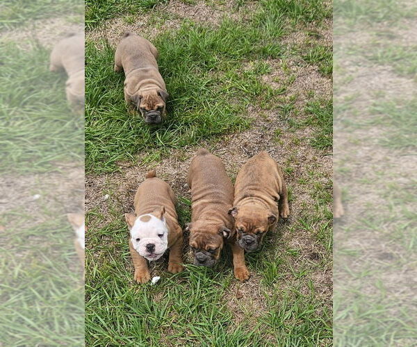 Medium Photo #2 Bulldog Puppy For Sale in ZEPHYRHILLS, FL, USA