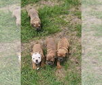 Small #1 Bulldog
