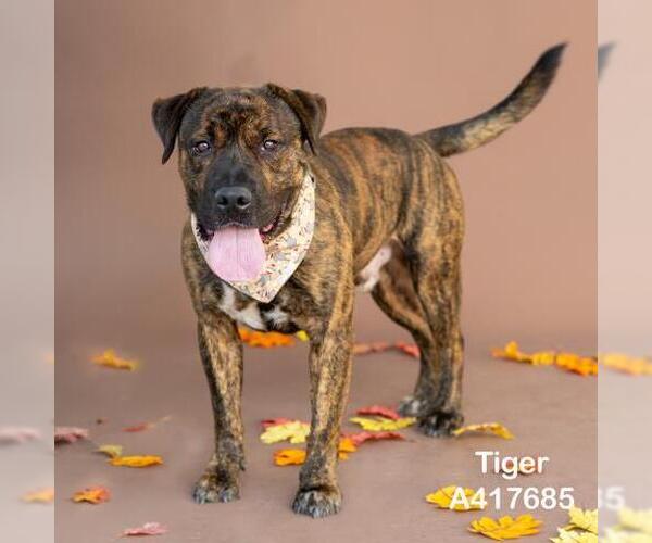 Medium Photo #2 American Pit Bull Terrier-Unknown Mix Puppy For Sale in Conroe, TX, USA