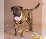 Small #1 American Pit Bull Terrier Mix