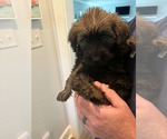 Small #3 Poodle (Standard) Mix