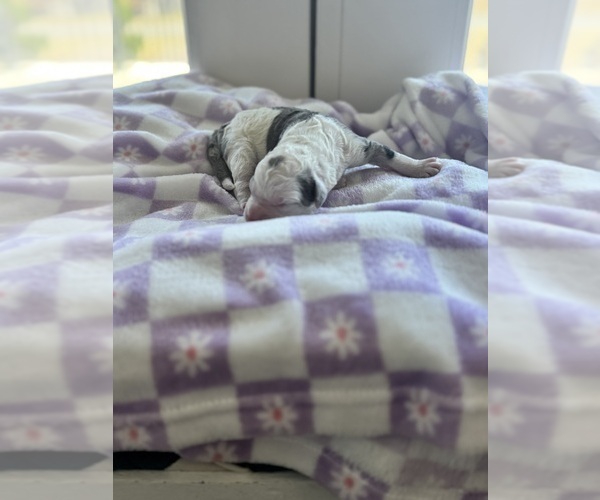 Medium Photo #38 Aussiedoodle-Bernedoodle Mix Puppy For Sale in BELTON, SC, USA