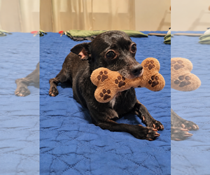 Coal and Coco - Female Chihuahua Dog for Adoption - Photo #2