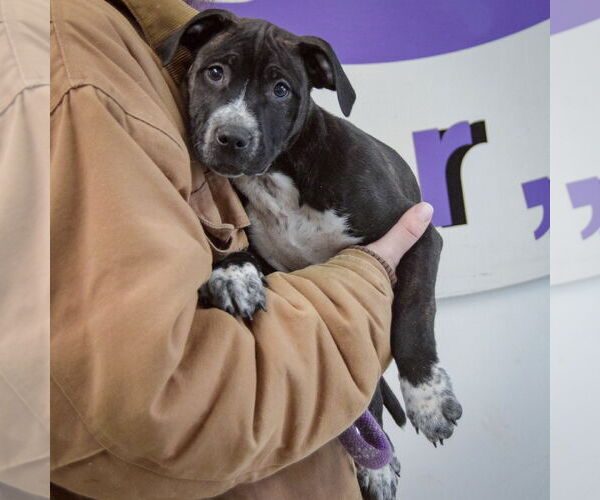 Medium Photo #3 American Staffordshire Terrier-Boxer Mix Puppy For Sale in Huntley, IL, USA