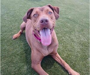 Rhodesian Ridgeback Dogs for adoption in Martinez, CA, USA