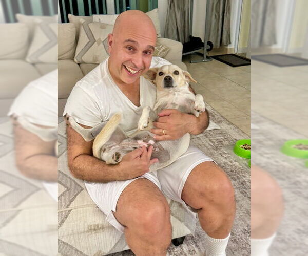 Medium Photo #5 Labbe Puppy For Sale in Sanford, FL, USA