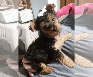 Yorkshire Terrier Puppy for sale in DELEVAN, NY, USA