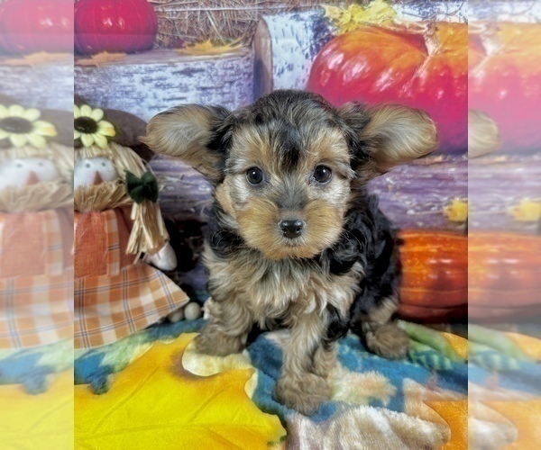 Medium Photo #5 Morkie Puppy For Sale in CASSVILLE, MO, USA
