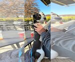 Small Photo #6 Beagle-Chihuahua Mix Puppy For Sale in Atlanta, GA, USA