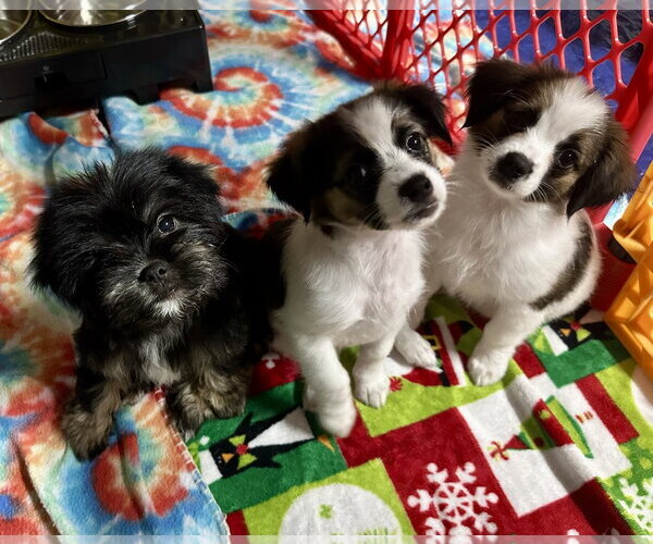 Medium Photo #4 Pekalier Puppy For Sale in Valrico, FL, USA