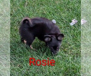 Chihuahua Puppy for sale in LEBANON, PA, USA