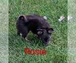 Image preview for Ad Listing. Nickname: Rosie ACA