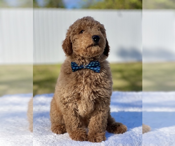 Full screen Photo #7 Goldendoodle (Miniature) Puppy For Sale in FROSTPROOF, FL, USA