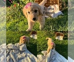 Puppy Puppy 6 Golden Retriever