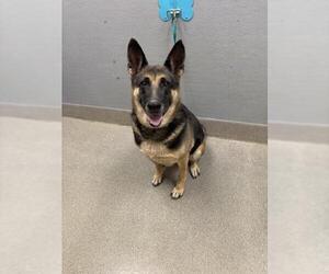 German Shepherd Dog-Unknown Mix Dogs for adoption in Las Vegas, NV, USA