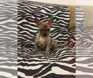 French Bulldog Puppy for sale in ADAMS CITY, CO, USA