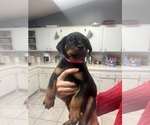 Small Photo #7 Rottweiler Puppy For Sale in TEMECULA, CA, USA