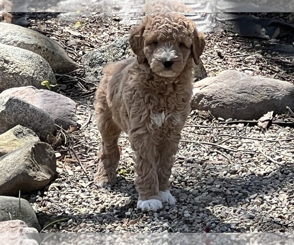 Medium Photo #2 Goldendoodle (Miniature) Puppy For Sale in EASTON, MA, USA