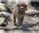 Small #1 Goldendoodle (Miniature)