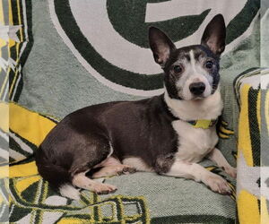 Pembroke Welsh Corgi Dogs for adoption in St. Louis Park, MN, USA