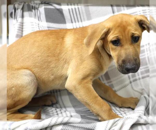 Medium Photo #1 Mutt Puppy For Sale in Thief River Falls, MN, USA