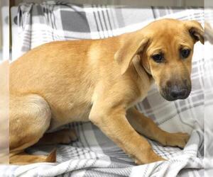 Mutt Dogs for adoption in Thief River Falls, MN, USA