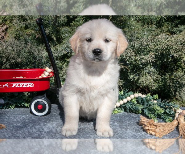 Medium Photo #21 English Cream Golden Retriever Puppy For Sale in ROCHESTER, IN, USA
