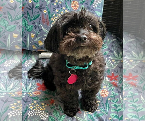 Medium Photo #2 ShihPoo Puppy For Sale in Arlington, VA, USA
