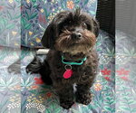 Small #1 ShihPoo