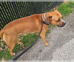 Small #2 American Pit Bull Terrier