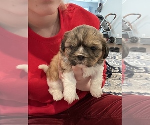 Shih Tzu Puppy for sale in COVINGTON, WA, USA