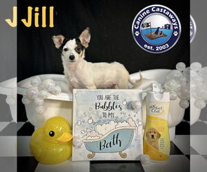 Jill - Female Taco Terrier Dog for Adoption - Photo #3