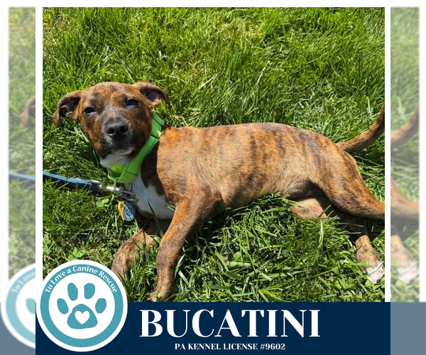 Medium Photo #5 Boxer-Unknown Mix Puppy For Sale in Kimberton, PA, USA