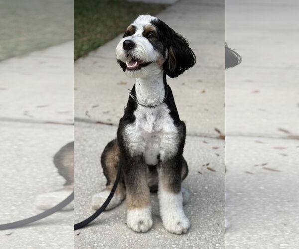 Medium Photo #5 Bernese Mountain Dog-Unknown Mix Puppy For Sale in Valrico, FL, USA