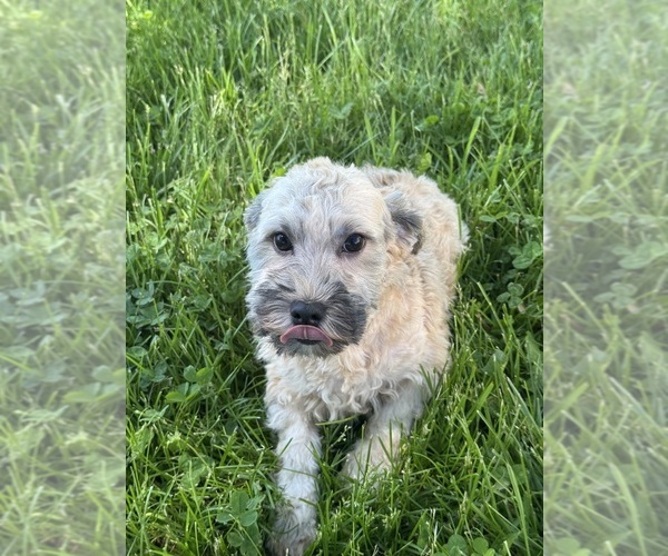 Medium Photo #3 Havanese Puppy For Sale in CANOGA, NY, USA