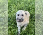 Small #2 Havanese