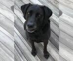 Small Photo #2 Labrador Retriever Puppy For Sale in WINTERVILLE, NC, USA